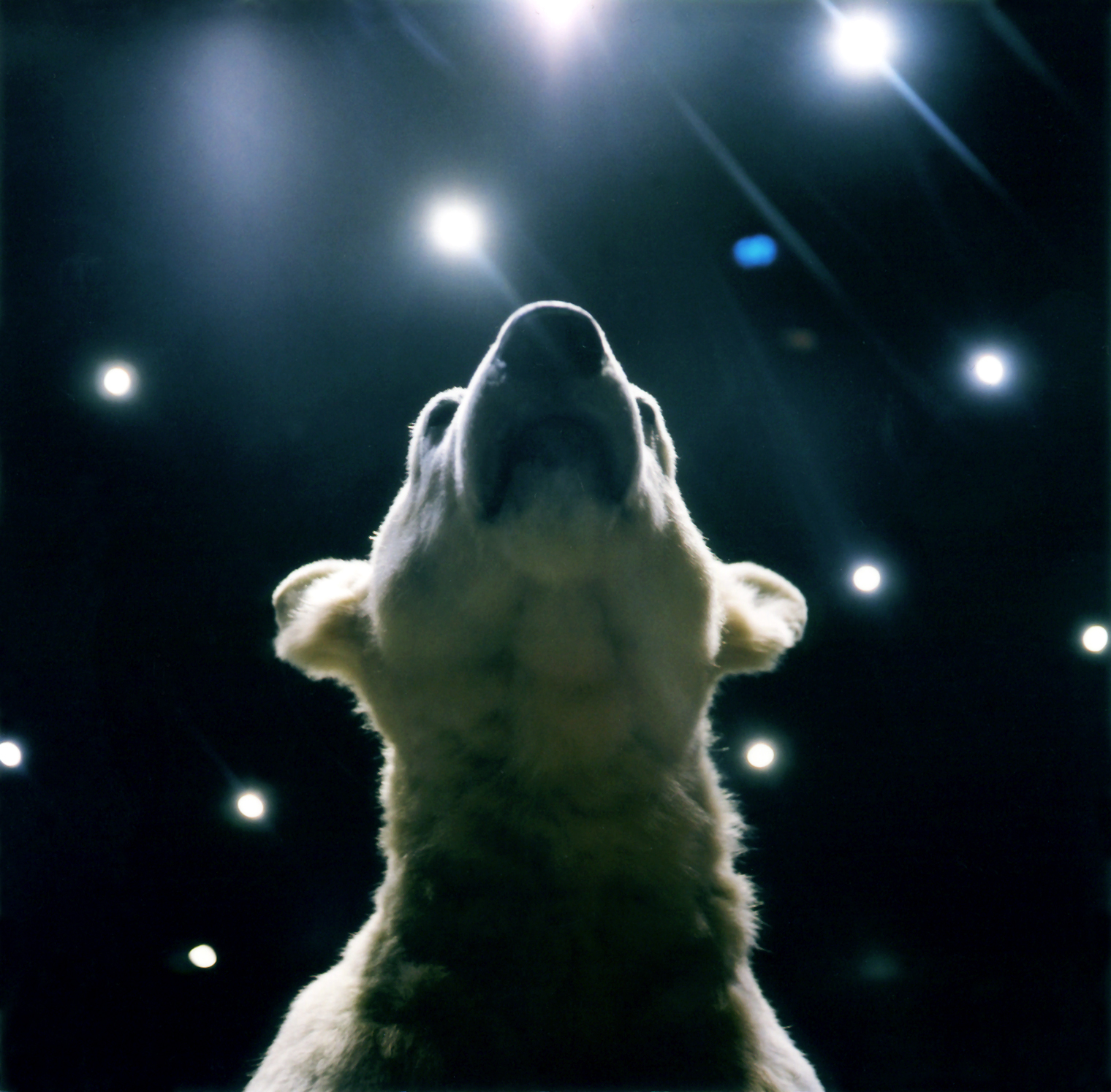 Timeless Captures: The Artistic Vision of Nicole Woischwill