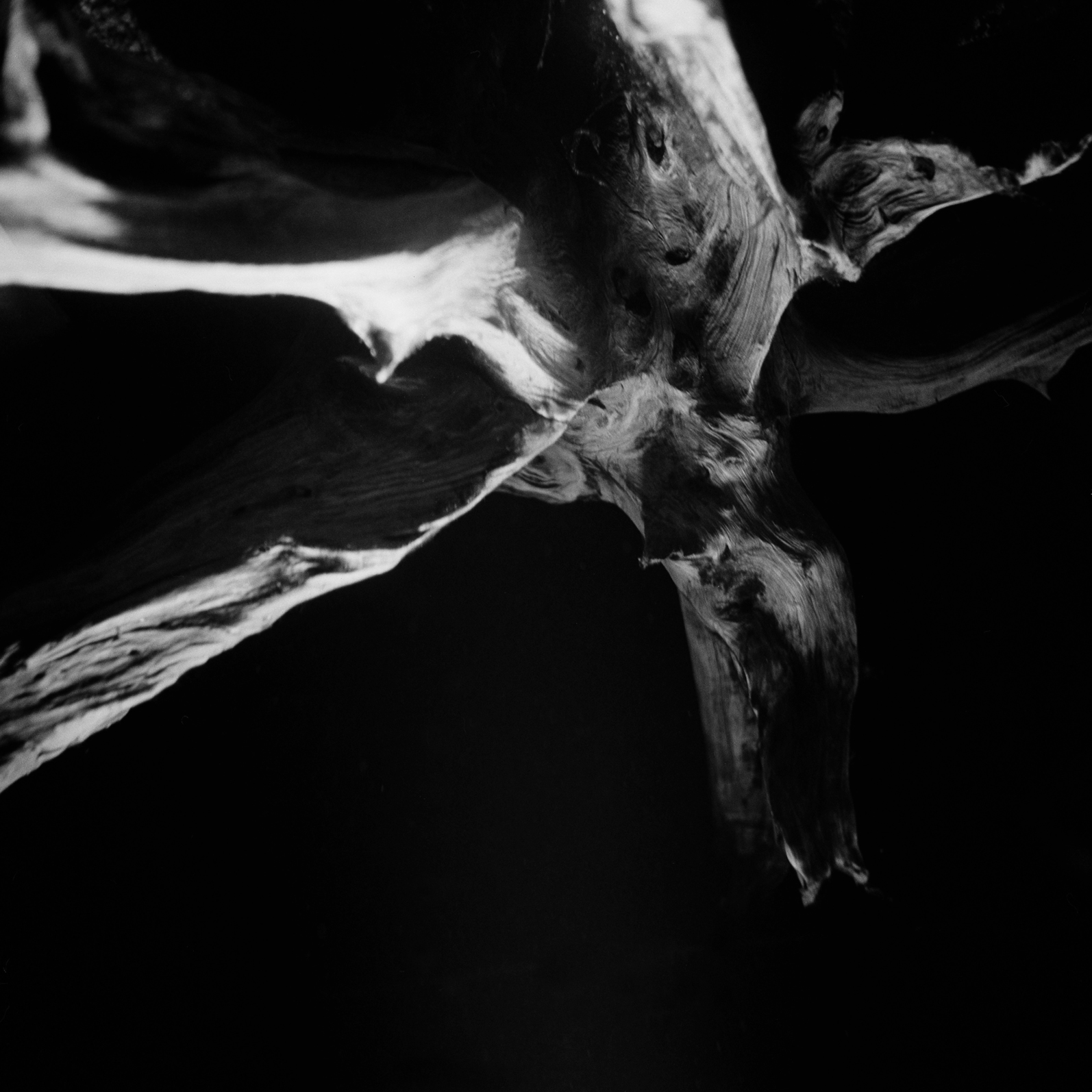 Timeless Captures: The Artistic Vision of Nicole Woischwill