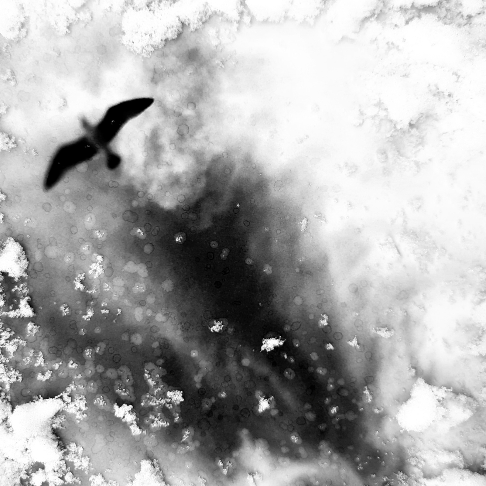 Timeless Captures: The Artistic Vision of Nicole Woischwill